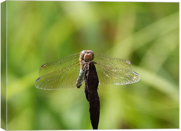 Resting Dragonfly Canvas Print by sharon bennett