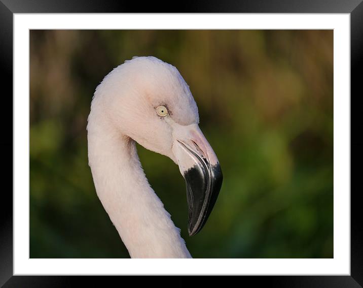 Flamingo Framed Mounted Print by sharon bennett