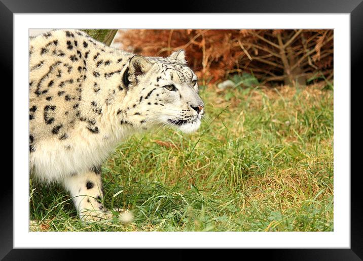 Snow Leopard Framed Mounted Print by Selena Chambers