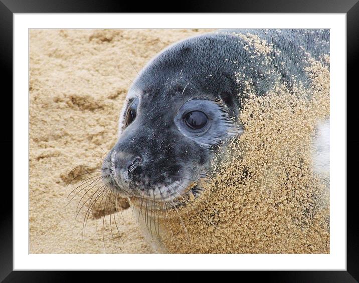 Seal Pup Framed Mounted Print by Paula Guy