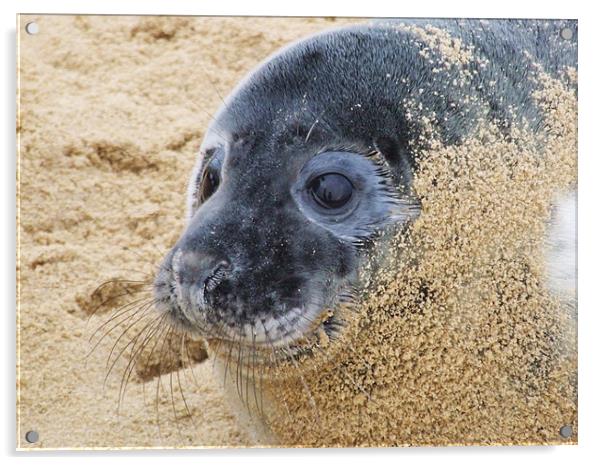 Seal Pup Acrylic by Paula Guy