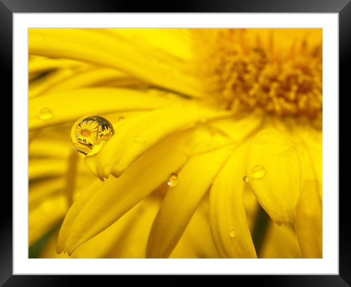 Flower Reflection In A Droplet Framed Mounted Print by John Dickson