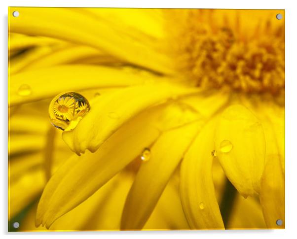 Flower Reflection In A Droplet Acrylic by John Dickson