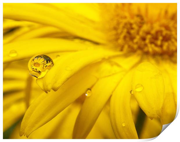 Flower Reflection In A Droplet Print by John Dickson