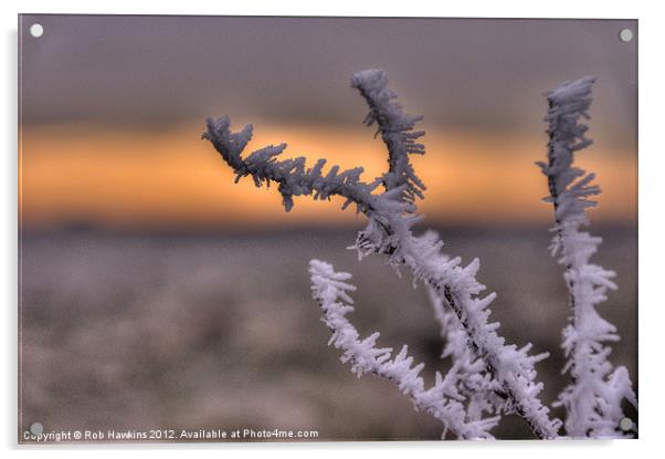 Frosty the Twig Acrylic by Rob Hawkins