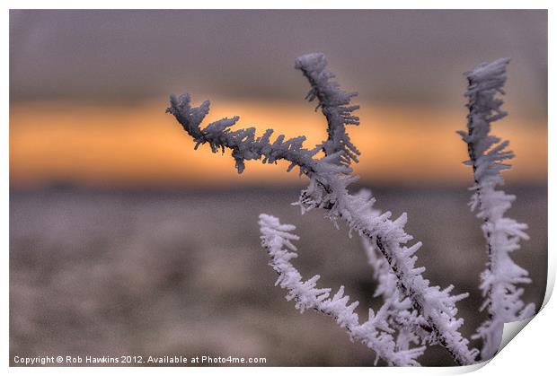 Frosty the Twig Print by Rob Hawkins