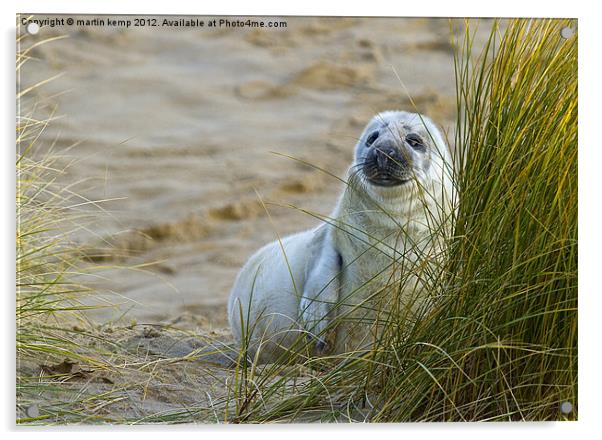 Grey Seal Pup Acrylic by Martin Kemp Wildlife
