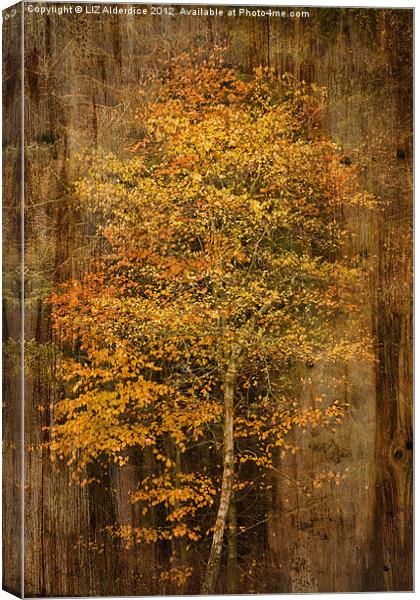 Golden Birch Canvas Print by LIZ Alderdice