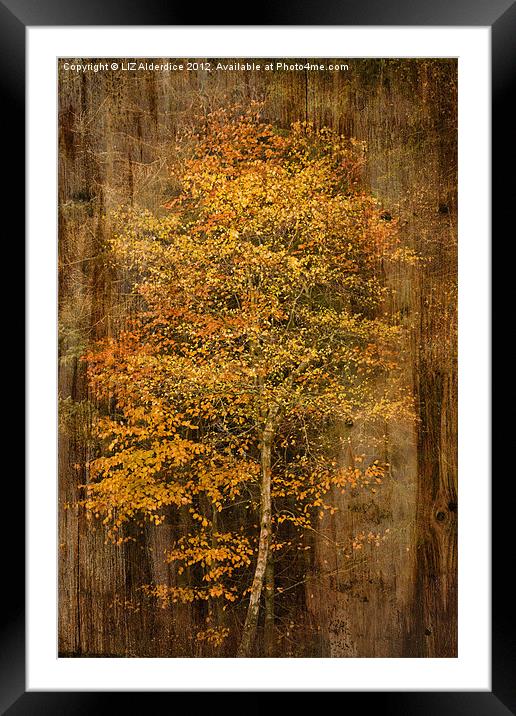 Golden Birch Framed Mounted Print by LIZ Alderdice