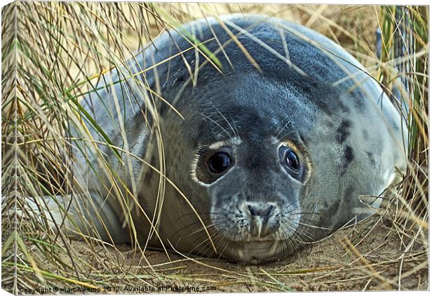 Big eye,s Canvas Print by Martin Kemp Wildlife