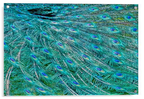 Peacock Feathers Acrylic by Valerie Paterson