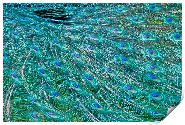 Peacock Feathers Print by Valerie Paterson