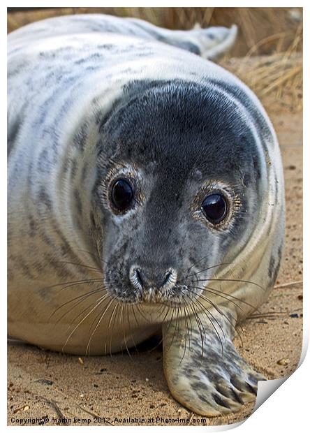 Whiskers Print by Martin Kemp Wildlife