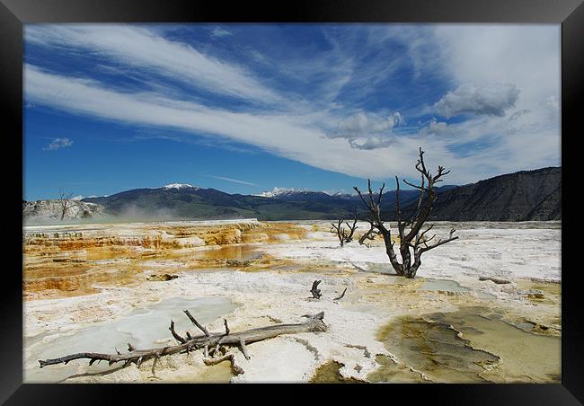 Dry trees, Yellowstone Framed Print by Claudio Del Luongo