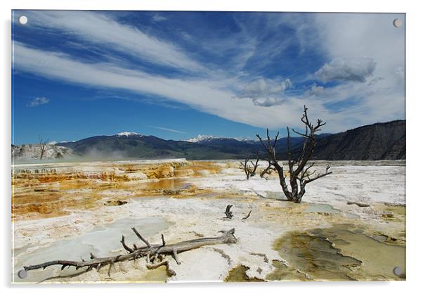 Dry trees, Yellowstone Acrylic by Claudio Del Luongo