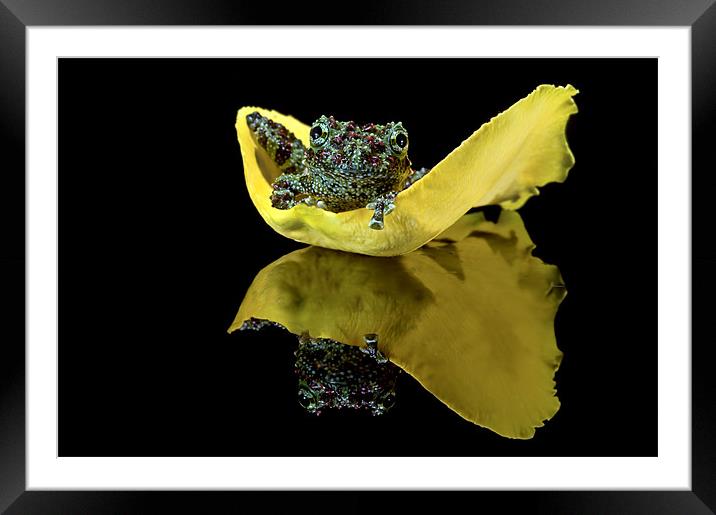 Vietnamese Mossy Frog on a Rose petal Framed Mounted Print by Val Saxby LRPS