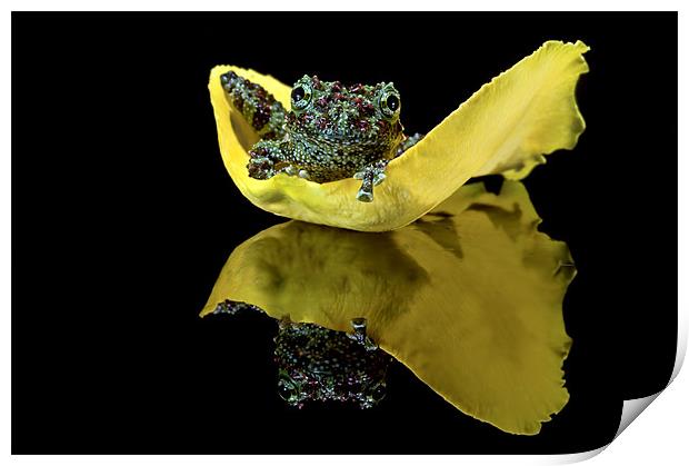 Vietnamese Mossy Frog on a Rose petal Print by Val Saxby LRPS