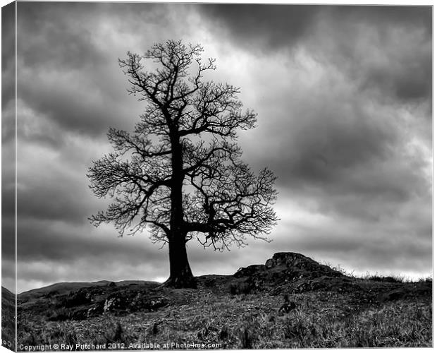 Tree on Park Brow Canvas Print by Ray Pritchard
