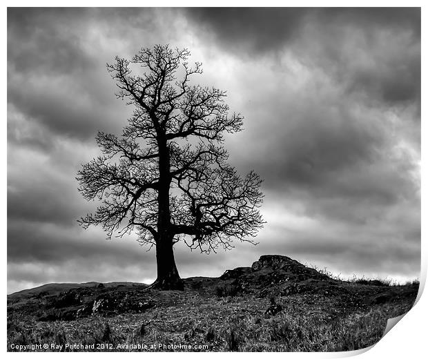 Tree on Park Brow Print by Ray Pritchard
