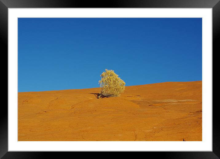 Lonely plant on orange rock plateau under blue sky Framed Mounted Print by Claudio Del Luongo