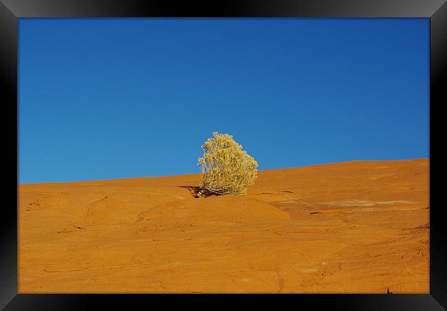 Lonely plant on orange rock plateau under blue sky Framed Print by Claudio Del Luongo