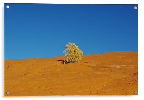 Lonely plant on orange rock plateau under blue sky Acrylic by Claudio Del Luongo