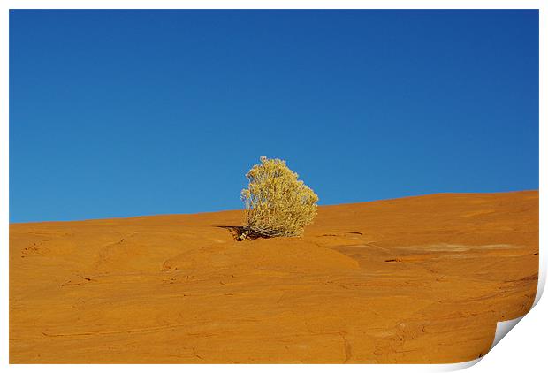 Lonely plant on orange rock plateau under blue sky Print by Claudio Del Luongo