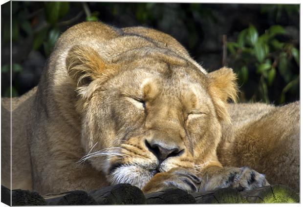 Sleeping Lioness Canvas Print by Mike Gorton