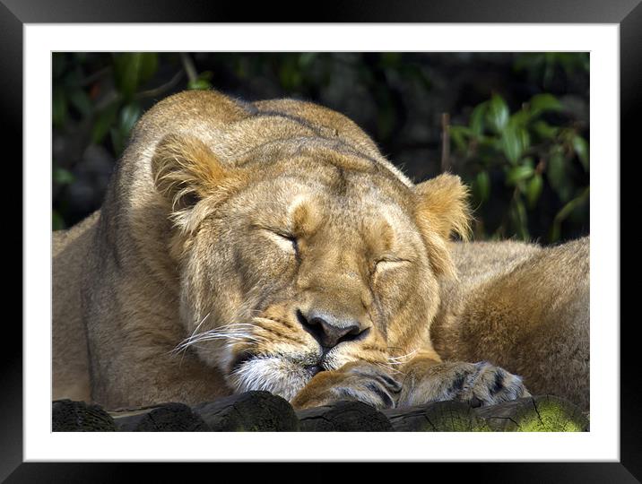 Sleeping Lioness Framed Mounted Print by Mike Gorton
