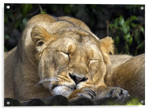 Sleeping Lioness Acrylic by Mike Gorton