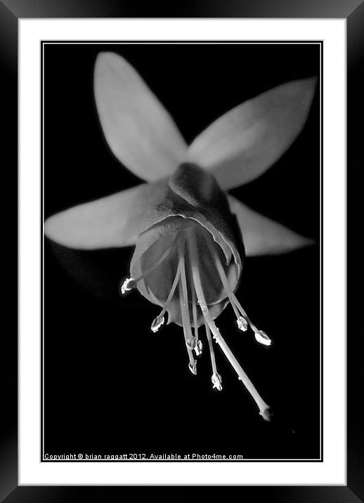 Honeysuckle on Black Framed Mounted Print by Brian  Raggatt