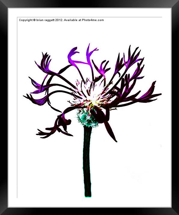 Cross Process Flower Abstract Framed Mounted Print by Brian  Raggatt