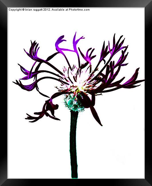 Cross Process Flower Abstract Framed Print by Brian  Raggatt