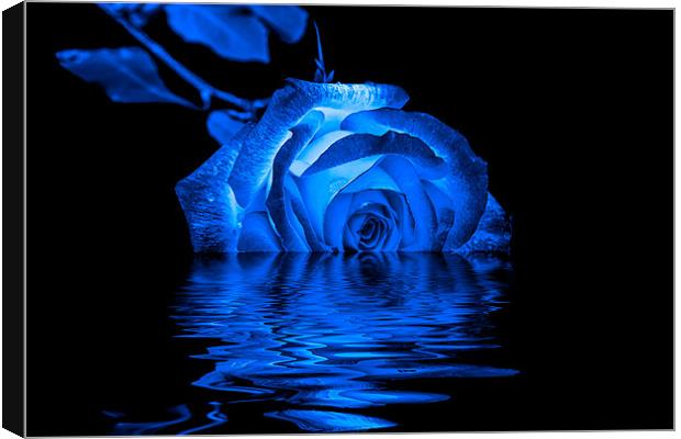 Blue Rose Canvas Print by Doug Long