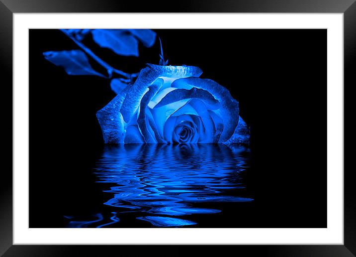 Blue Rose Framed Mounted Print by Doug Long