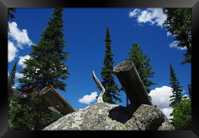 Logs on rock boulder, trees and intense blue sky Framed Print by Claudio Del Luongo