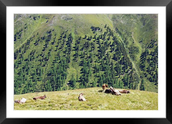 Swiss cows with a view Framed Mounted Print by Claudio Del Luongo