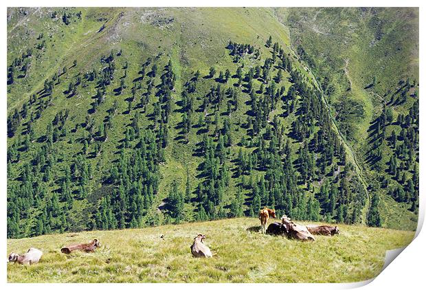 Swiss cows with a view Print by Claudio Del Luongo