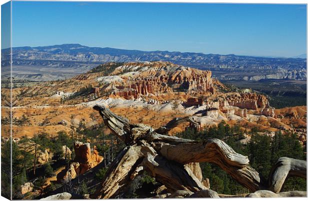 Dry log over Bryce Canyon Canvas Print by Claudio Del Luongo