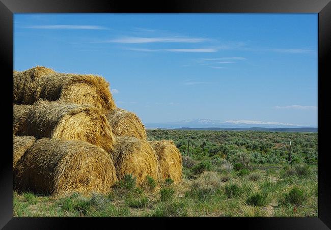Hay bales in Montana Framed Print by Claudio Del Luongo