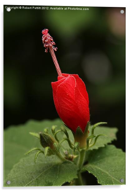 Hibiscus Acrylic by Robert Pettitt