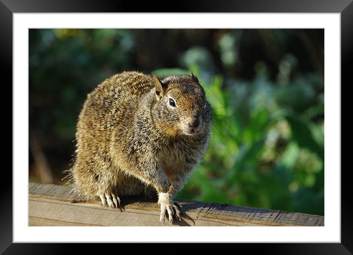Squirrel, California Framed Mounted Print by Claudio Del Luongo