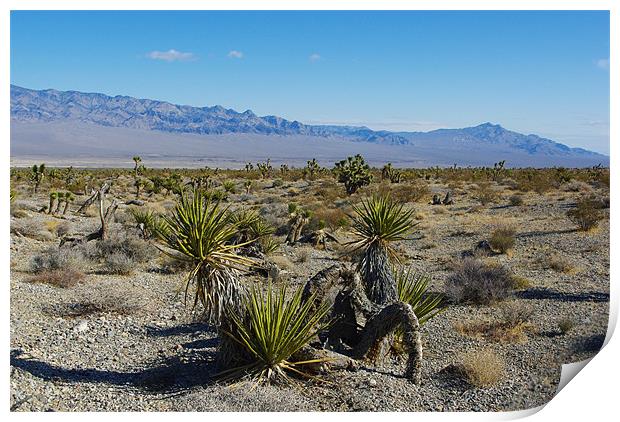 Nevada Desert near Las Vegas Print by Claudio Del Luongo