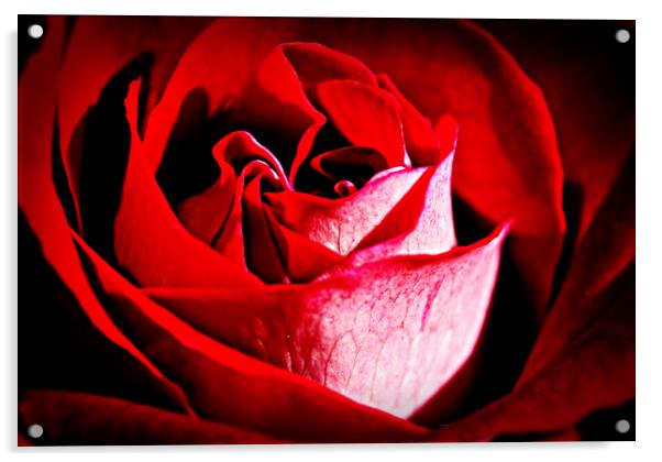 Roses are red.......... Acrylic by Karl Butler