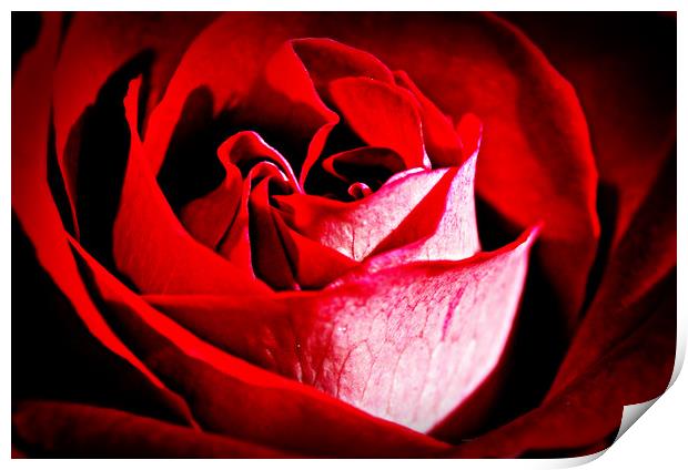 Roses are red.......... Print by Karl Butler