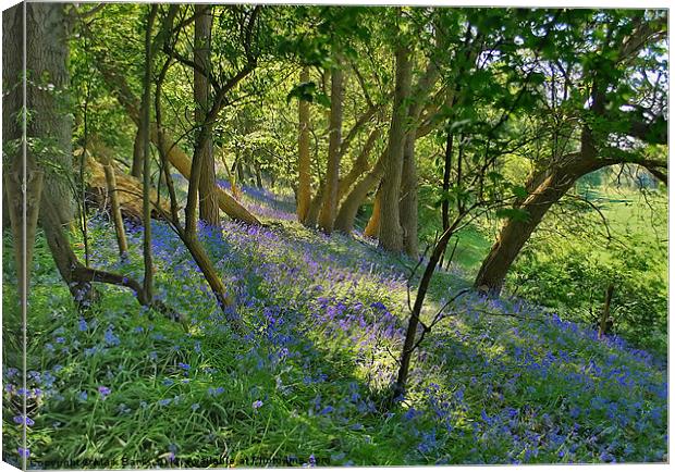 Bluebell Wood 2 Canvas Print by Mark  F Banks
