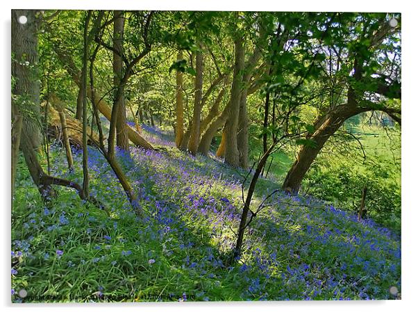 Bluebell Wood 2 Acrylic by Mark  F Banks