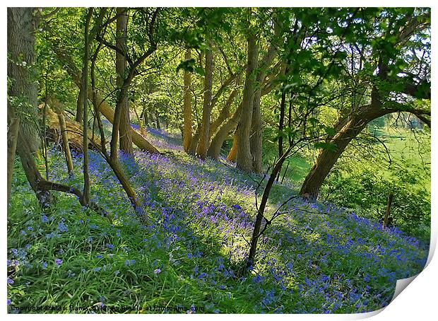 Bluebell Wood 2 Print by Mark  F Banks