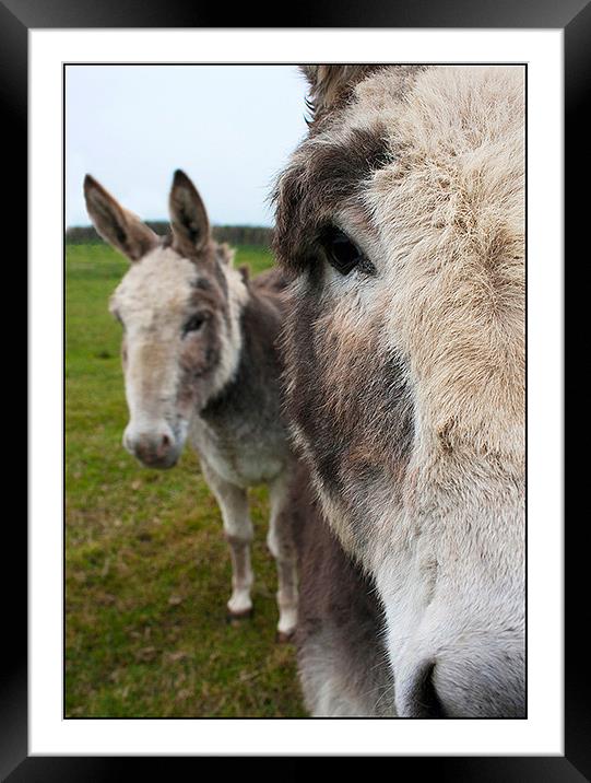 Donkeys Framed Mounted Print by claire lukehurst