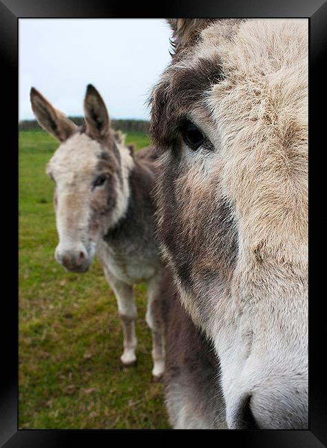 Donkeys Framed Print by claire lukehurst